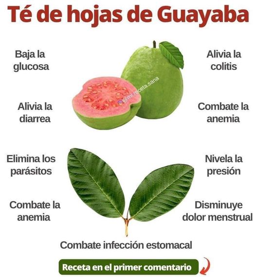 APRENDE PARA QUE SIRVE EL TE DE HOJAS DE GUAYABA Natureview
