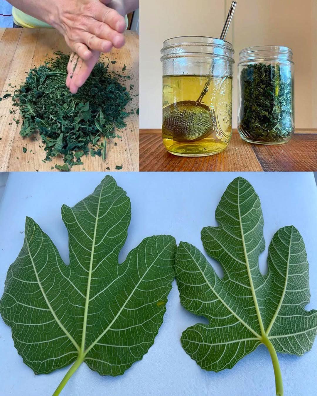 Remedios Naturales con Hojas de Higuera: Un Tesoro Escondido de la Naturaleza
