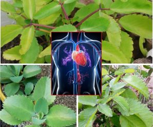 Los 9 principales beneficios de Kalanchoe para su salud en general