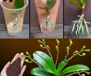 Un truco para revivir cualquier orquídea marchita. Volverán a florecer en unos días.