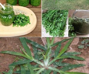 Hierba de ganso: beneficios y usos para la salud