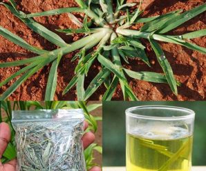 Goosegrass: El Tesoro Saludable Que Crece en Tu Jardín