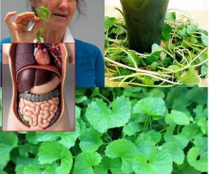 «Usos y beneficios de la centella asiática: Receta potente para la salud»