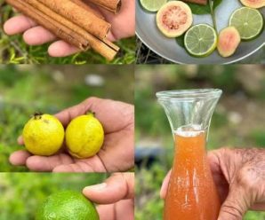 «Receta de Té de Guayaba con Canela y Limón: Remedio Casero Efectivo»