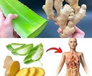 BOMBA Natural de Sábila y Jengibre: ¡Elimina Bacterias y Refuerza tu Salud con Esta Potente Receta!