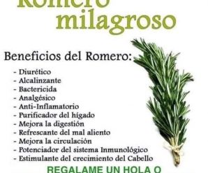 ¿CÓMO PREPARAR EL TÉ DE ROMERO PARA APROVECHAR TODOS SUS BENEFICIOS?