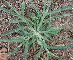 Hierba de Ganso! Si tienes esta planta en tu casa o tu vecino, tienes un tesoro y quizás no lo sabías