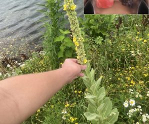 Gordolobo: explorando los beneficios de las hojas, flores y raíces