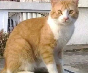 Sabías que si se te acerca un gato blanco con amarillo es porque tie…Ver Más