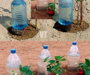 Plantas, cómo regarlas durante un mes sin costo: el método utilizado por los agricultores.