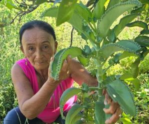 Si tienes una de estas plantas en casa entonces cuídala porque tienes un tesoro.