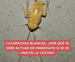 CUCARACHAS BLANCAS: ¿POR QUÉ SE DEBE ACTUAR DE INMEDIATO SI SE VE UNA EN LA COCINA?