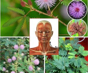 “Mimosa Pudica: Descubre Sus 4 Usos, 20 Beneficios para la Salud y Recetas Caseras”