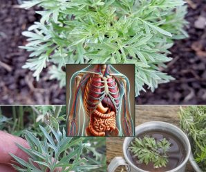 Planta Milagrosa de Mugwort: Usos, Recetas, Beneficios, Propiedades y Precauciones