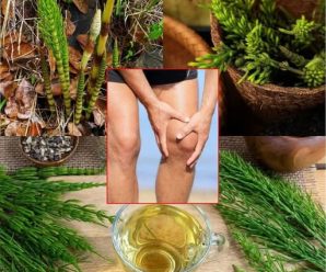 Cola de caballo: qué es y para qué sirve, beneficios, remedios y cómo prepararlos