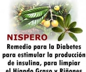 Remedio para la diabetes con té de hoja de níspero que estimula la insulina