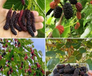 El árbol que todo agricultor debería plantar. Proporciona refugio contra el sol, el viento y la lluvia. Y a menudo tiene propiedades medicinales.