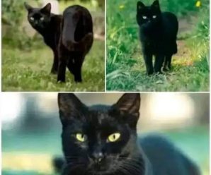 ¿Qué Significado Tiene Encontrarse con un Gato Negro?