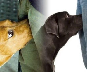 ¿Por qué los perros olfatean tu zona íntima y cómo pueden detectar el cáncer?