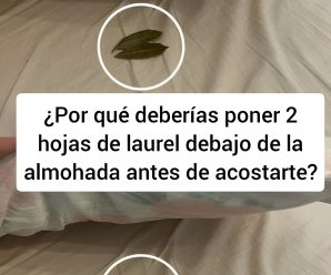 Beneficios de colocar 2 hojas de laurel debajo de la almohada