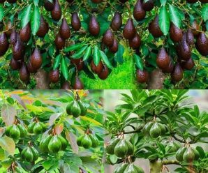 Deja de comprar aguacates. Aquí se explica cómo cultivar un árbol de aguacate en una maceta pequeña en casa.