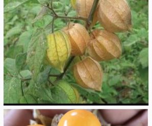 Descubre todos los beneficios vitaminas y minerales de la Uvilla uchuva