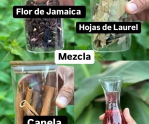 Té de Jamaica, Laurel y Canela: Beneficios y Propiedades