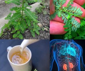 La Mimosa pudica beneficios que quizas no conocias
