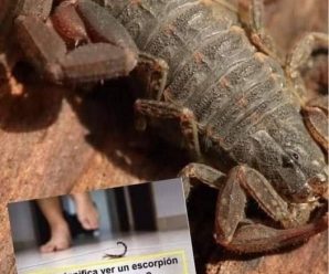 Qué significa encontrar alacranes en la casa