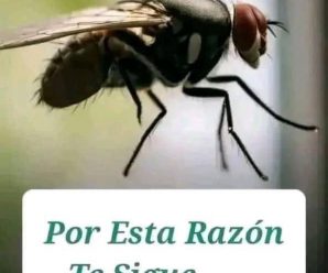 Esta es la razón por la que una mosca te persigue.