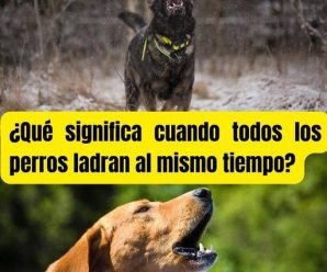 No dejes que los perros huelan tu zona intima, mira la razon.