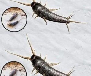 Lepismas o Pecesillos de Plata: Atención si Este Animal Llega a tu Casa