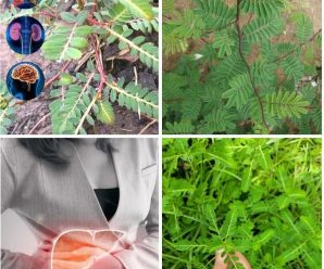 La planta que ves en la foto es una de las plantas más milagrosas del mundo.