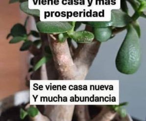 Muchos cultivan «EL ÁRBOL DEL DINERO» en casa. Pero esto es lo que pocos saben sobre esta planta.