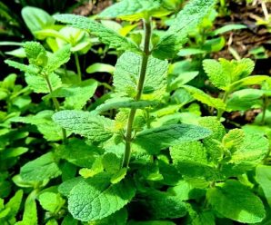 “Menta: Remedios efectivos para la visión al 100% y prevenir enfermedades oculares”