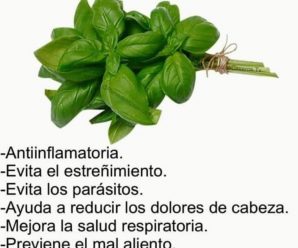 La Albahaca es el Tesoro Aromático para Tu Salud y Gastronomía.