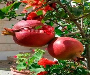 increibles beneficios se obtienen de la cascara de granada no le tires