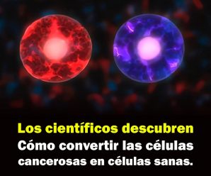 Los científicos descubren cómo convertir las células cancerosas en células sanas.