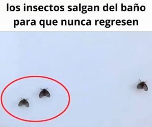 La mayoría de las personas no saben cómo hacer que los insectos salgan del baño para que nunca regresen