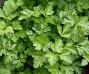¿Sabías que el té de perejil es ideal para adelgazar y limpiar tus riñones?