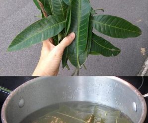 son increibles los beneficios de la infusion de hojas de mango