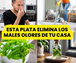 Mezcla que quita el mal aroma del ambiente! ¡La casa huele rico 24 horas! Prueba estos aromatizantes caseros y naturales