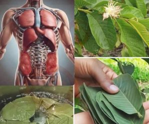 La gente subestima el poder de las hojas de guayaba, pero son un verdadero tesoro