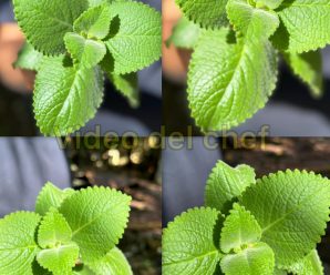 Esta es la hoja qué es lo médico no quieren que uses porque sirve para múltiples enfermedades, pero a los farmacéuticos no les conviene de personas utilizaban lentes y no podían ver de lejos se han sanado con esta poderosa planta natural