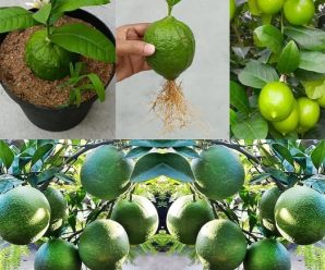 Limones, si los cultivas así te durarán todo el año: el método muy sencillo