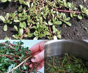 Nunca arranques esta planta si aparece en el patio de tu casa, este es el motivo