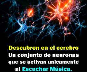 Descubren en el cerebro un conjunto de neuronas que se activan únicamente al escuchar música.