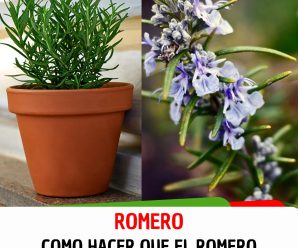 Como lograr que el Romero florezca para perfumar la casa y traer abundancia
