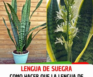 Como hacer que la lengua de suegra florezca para perfumar toda la casa. Para saber como hacerlo