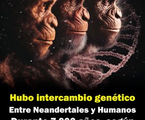 Hubo intercambio genético entre Neandertales y Humanos durante 7.000 años, según estudios recientes.